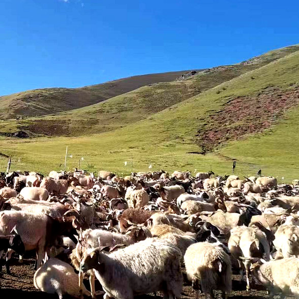 祝贺！昌都市农业农村局《阿旺绵羊扩繁技术规程》成功获批为西藏自治区地方标准
